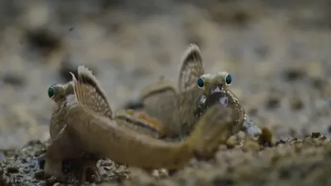 CLIP: Cuộc chiến giành bạn tình đầy khốc liệt của loài cá sống trên cạn