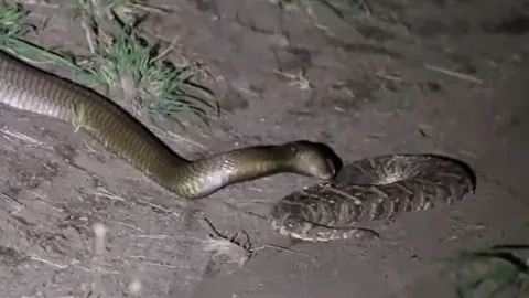 CLIP: Đối đầu với rắn hổ mang, loài rắn được mệnh danh là 'cỗ quan tài sống' vẫn phải trả giá bằng cả tính mạng