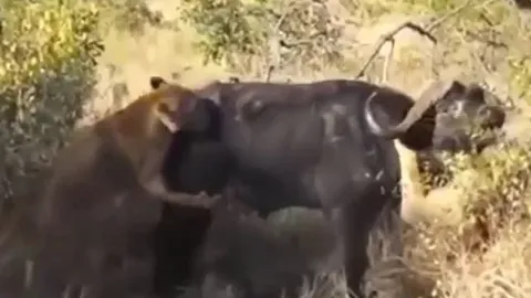 CLIP: Bị 2 con sư tử tóm gọn và cắn cổ, trâu rừng vẫn có màn thoát chết ngoạn mục