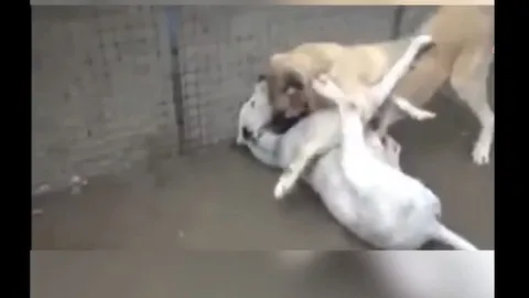 CLIP: Trận chiến không khoan nhượng giữa chó ngao Pakistan đối đầu chó Kangal – Kết cục đầy bất ngờ!