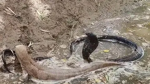 CLIP: Màn tử chiến đầy kịch tính của rắn hổ mang và kỳ đà