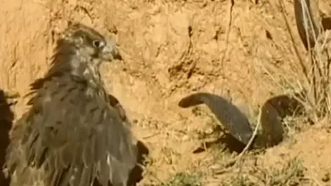 CLIP: 'Nín thở' xem màn tử chiến giành địa bàn của chim ưng và rắn hổ mang 'khủng'