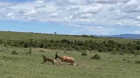CLIP: Con non bị tấn công, linh dương nổi điên truy sát báo đốm và cái kết khó tin