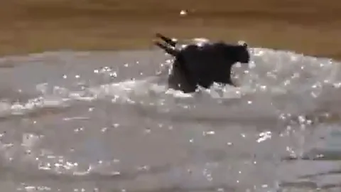 CLIP: Cá sấu mai phục tài tình, tấn công linh dương đầu bò