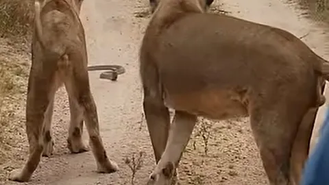 CLIP: Bắt gặp rắn hổ mang săn mồi giữa đường, sư tử làm ra hành động khiến người xem 'sốc'