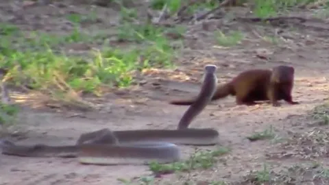 CLIP: Cầy Mangut ác đấu với rắn Mamba đen vì lý do thiêng liêng