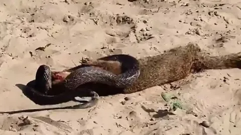 CLIP: Mãn nhãn khi xem màn tử chiến 'nảy lửa' của cầy mangut và rắn hổ mang