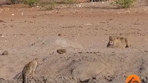 CLIP: Sư tử phục kích tấn công báo đốm và cái kết