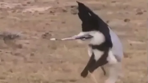 CLIP: Đụng độ 'sát thủ của rắn độc', rắn hổ mang nhận cái kết bi thảm