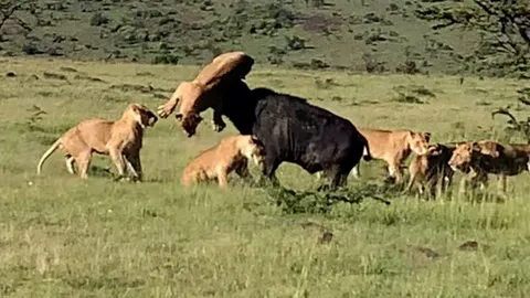 CLIP: Trâu rừng húc văng sư tử lên không trung, nhưng vẫn phải nhận cái kết thảm khốc