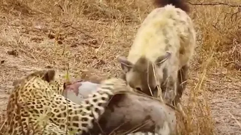 CLIP: Báo hoa mai và linh cẩu 'bắt tay hợp tác', tóm gọn lợn rừng nhưng màn ăn chia sau đó mới gây chú ý