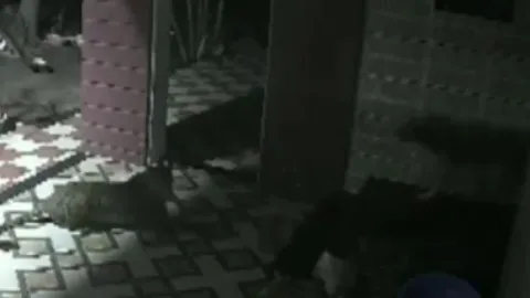 CLIP: Báo hoa mai lẻn vào nhà dân và màn nghênh đón đầy ấn tượng của chó nhà 