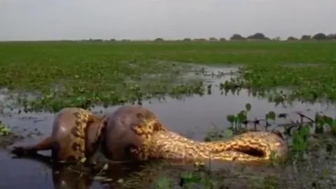 CLIP: Trăn Anaconda tung đòn chí mạng, kết liễu chuột lang khổng lồ trong chớp mắt