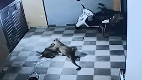 CLIP: Báo đốm nửa đêm leo tường vào nhà dân tấn công chó nhà và cái kết gây chú ý