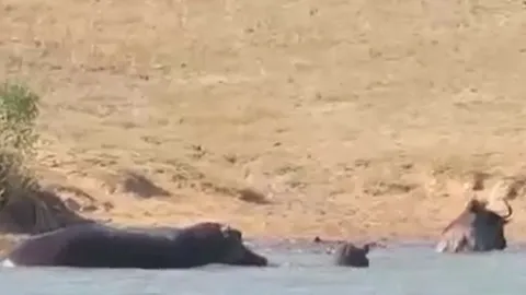 CLIP: Hà mã biến thành 'người hùng', cứu linh dương đầu bò khỏi hàm răng sắc nhọn của cá sấu