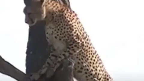 CLIP: Vừa bị cướp mồi, báo đốm còn bị linh cẩu đuổi trốn lên tận ngọn cây