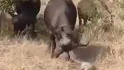CLIP: Trêu tức trâu rừng, lợn lòi bị húc cho thừa sống thiếu chết