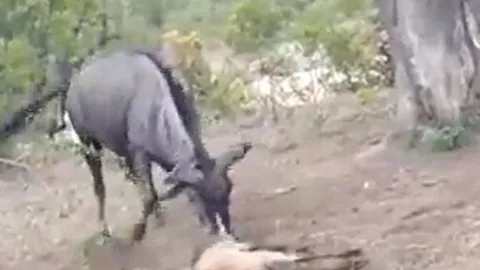 CLIP: Nóng lòng cứu con, linh dương đầu bò vô tình 'dâng' mạng con non cho báo săn