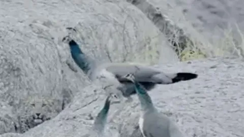 CLIP: Đi săn, báo hoa mai bị đàn chim công dọa cho 'vỡ mật'