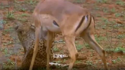 CLIP: Linh dương impala giả chết, thành công lừa được báo săn rồi tẩu thoát