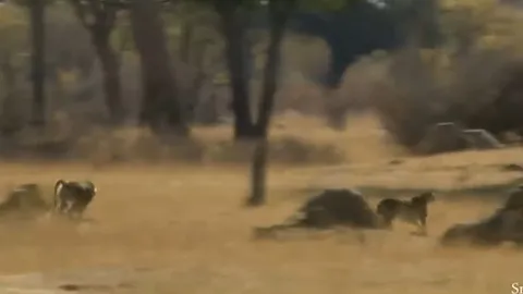 CLIP: Đi nhầm vào địa bàn của khỉ đầu chó, báo săn bị 'tẩn' cho 'ra bã'