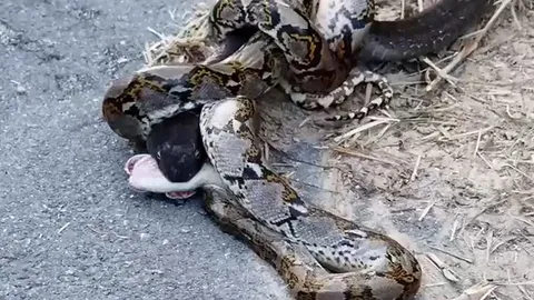 CLIP: 'Mãn nhãn' trước màn tử chiến 'nảy lửa' của rắn hổ mang chúa và trăn gấm