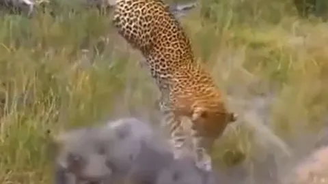 CLIP: Lợn rừng mẹ nổi điên truy sát báo đốm để giành lại con non