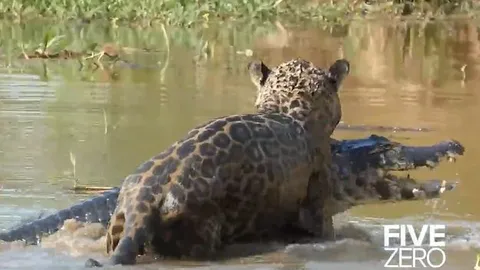 CLIP: Báo hoa mai phi thân xuống sông săn cá sấu caiman và cái kết