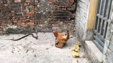 CLIP: Tấn công đàn gà và vịt, rắn hổ mang nhận cái kết 'muối mặt'