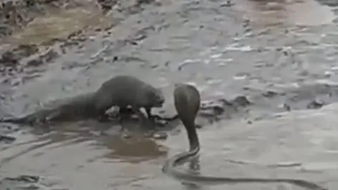 CLIP: Đối đầu với cầy mangut, rắn hổ mang bị kẻ thù 'xử tử' 