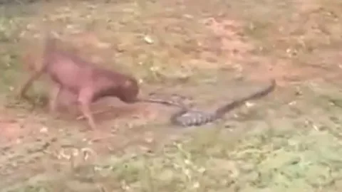 CLIP: Mãn nhãn trước màn tử chiến' đầy gay cấn của chó Pitbull và rắn hổ mang chúa