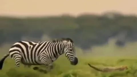 CLIP: Vừa mon men tới tấn công ngựa vằn, báo săn đã bị kẻ đi săn đuổi cho 'chạy té khói'