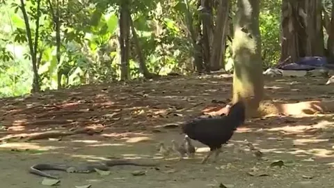 CLIP: Tấn công gà mẹ, rắn hổ mang phun nọc Java lập thức nhận 'quả báo'