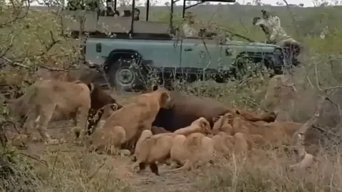 CLIP: Bị đàn sư tử ‘xúm đen xúm đỏ’ xâu xé, trâu rừng tưởng chừng đã bỏ mạng, nhưng chuyện tiếp theo khiến nhiều người ngỡ ngàng