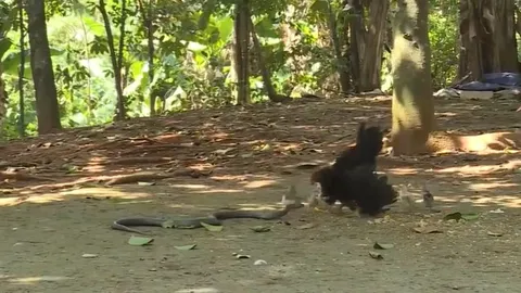 CLIP: Gà mẹ dũng cảm mổ liên tiếp vào đầu rắn hổ mang phun nọc, bảo vệ đàn con