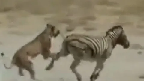 CLIP: Bị sư tử ngoạm chặt cổ, ngựa vằn vẫn có màn 'lật kèo' ngoạn mục, đá văng hàm kẻ đi săn tháo chạy