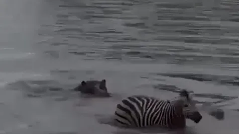 CLIP: Hà mã 'hóa người hùng', thành công giải cứu ngựa vằn khỏi hàm răng sắc nhọn của cá sấu