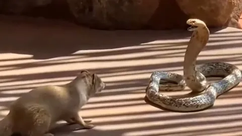 CLIP: Mãn nhãn trước màn tử chiến gay cấn của rắn hổ mang chúa và cầy mangut vàng