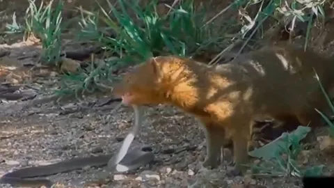 CLIP: Tiếp cận đàn cầy mangut con, rắn mamba đen bị cầy mangut mẹ xé xác không thương tiếc