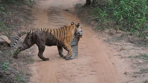 CLIP: Ớn lạnh trước cảnh hổ truy sát và đoạt mạng báo hoa mai