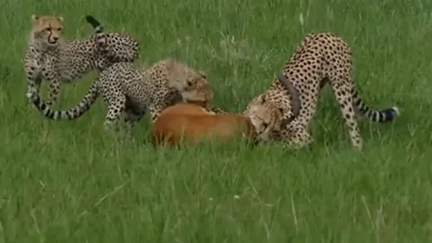 CLIP: Bị 3 con báo săn tóm được, linh dương Impala có màn thoát thân ngoạn mục