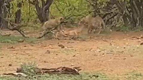 CLIP: Vừa săn được linh dương Impala, báo hoa mai đã lập tức 'bỏ của chạy lấy người' vì con vật này xuất hiện