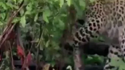 CLIP: Đụng độ ếch nhỏ, báo hoa mai có phản ứng khiến người xem 'sốc' nặng