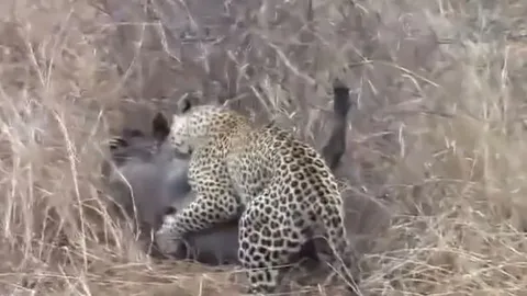 CLIP: Bị báo hoa mai cắn trọng thương, lợn rừng vẫn thoát chết ngoạn mục 'nhờ kẻ thứ 3'