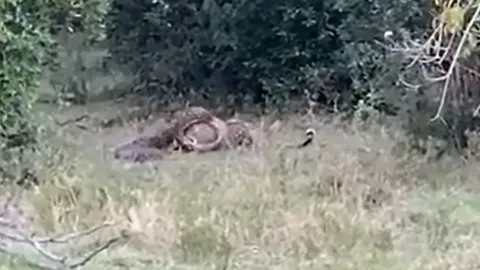 CLIP: Mãn nhãn trước màn tử chiến của trăn đá châu Phi và báo hoa mai