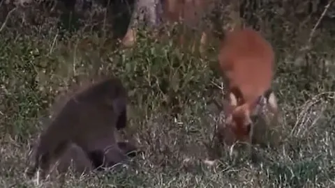 CLIP: Khỉ đầu chó trở thành 'người hùng', cứu mẹ con linh dương Gazen khỏi nanh vuốt của báo săn