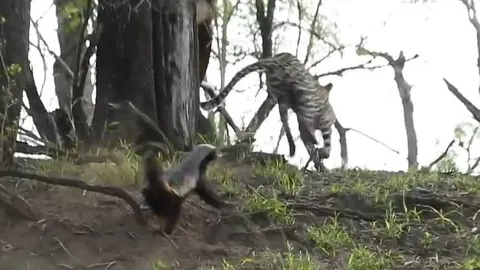 CLIP: Đi săn lửng mật con, báo hoa mai lập tức 'nếm quả đắng' từ 'kẻ bố đời'