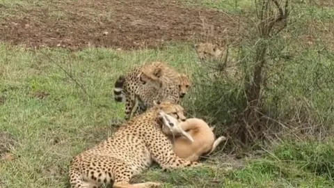 CLIP: Báo săn hạ gục linh dương trong tích tắc