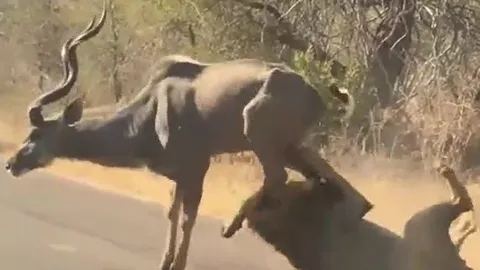CLIP: Lao tới săn linh dương, sư tử bị đạp cho sấp mặt nhưng cái kết mới gây chú ý