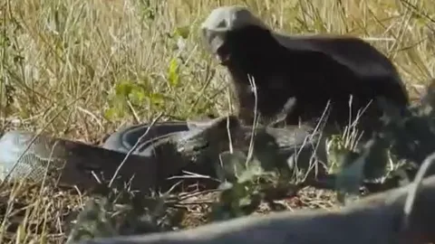 CLIP: Lửng mật liều mạng tấn công trăn đá châu Phi 'khủng' và cái kết